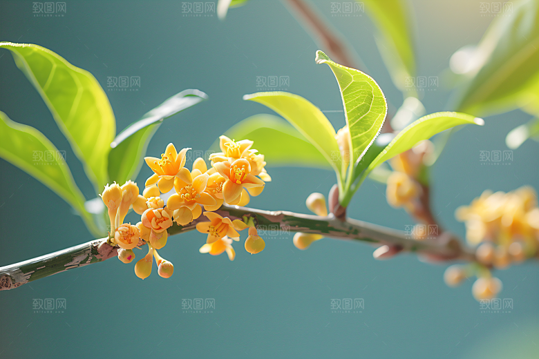 桂花高清初秋摄影图