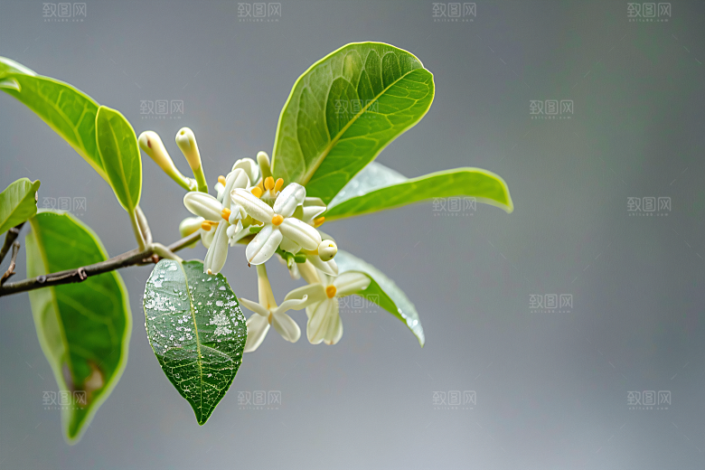 桂花树木金桂摄影图