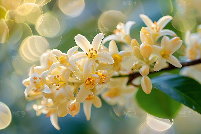 桂花高清花朵摄影图
