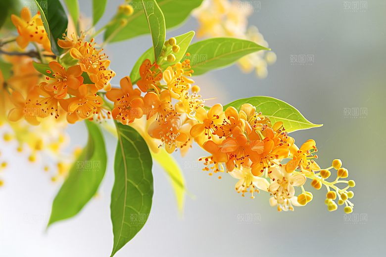 桂花自然清新摄影图