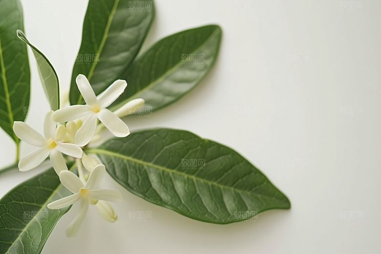 桂花金桂自然摄影图