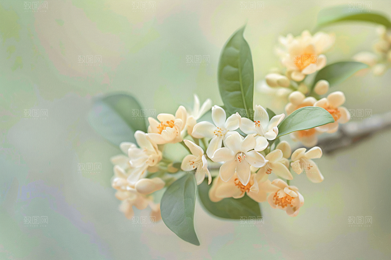 桂花芳香唯美摄影图