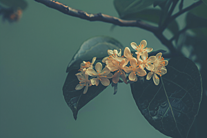 桂花高清金桂摄影图