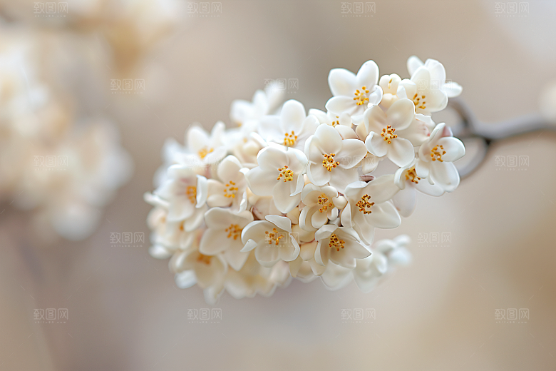 桂花秋季金桂摄影图