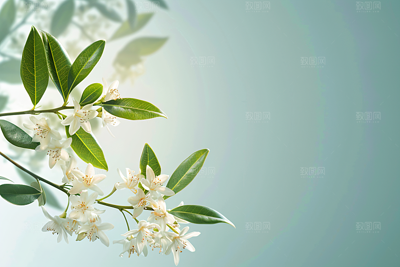 桂花花卉秋季摄影图