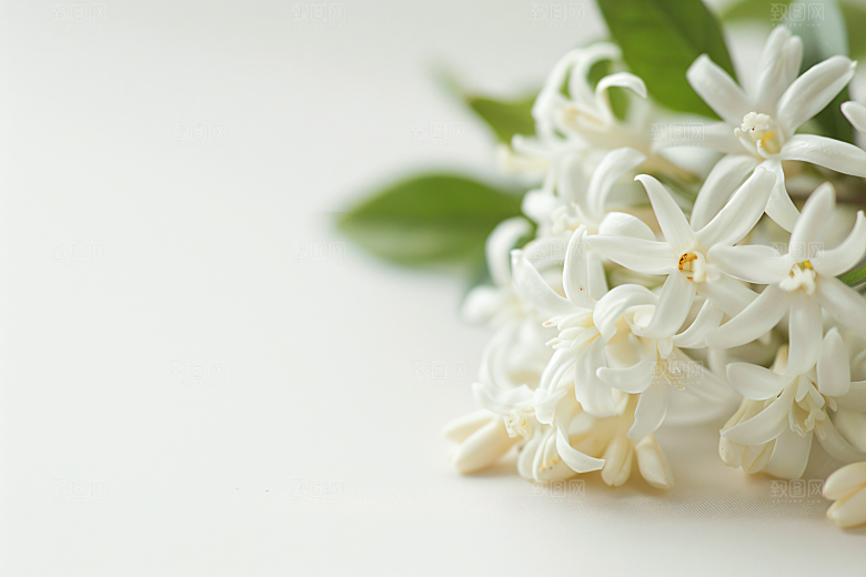 桂花芬芳自然摄影图