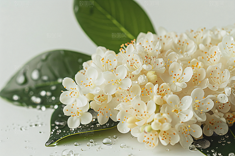 桂花自然四季桂摄影图