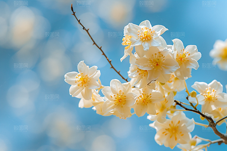 桂花金桂树木摄影图