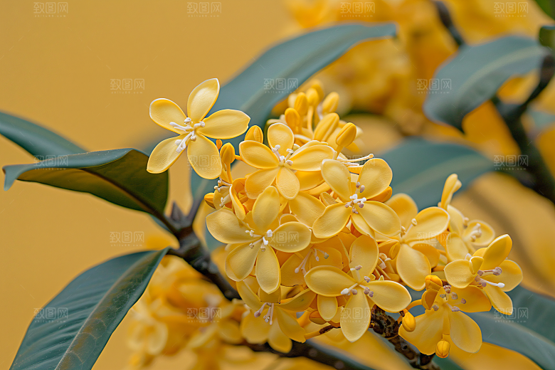 桂花花朵自然摄影图