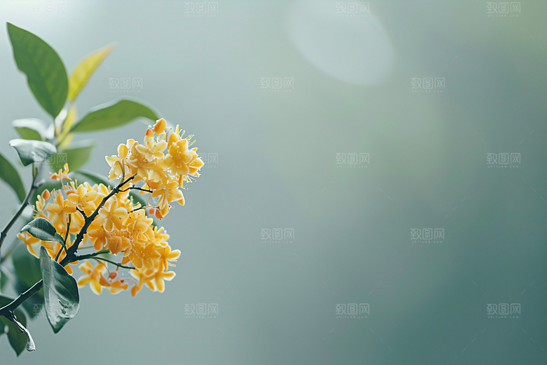 桂花自然金桂摄影图