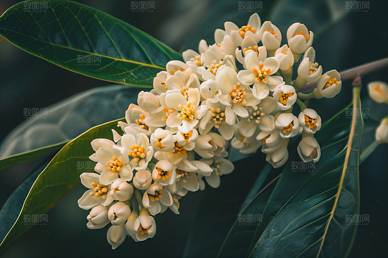 桂花初秋植物摄影图