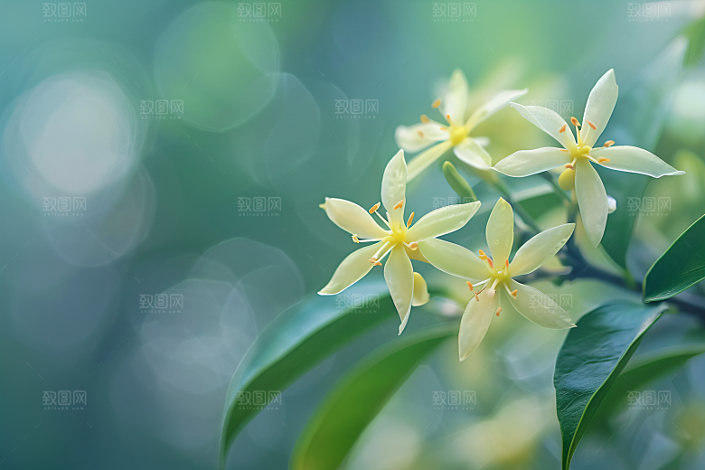 桂花花朵金桂摄影图
