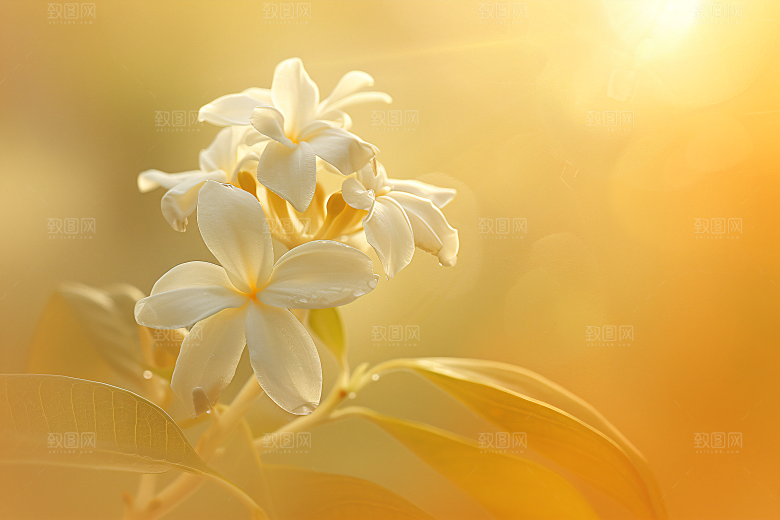 桂花花朵植物摄影图