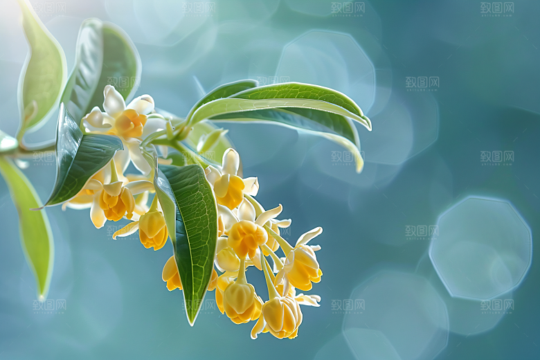 桂花高清初秋摄影图