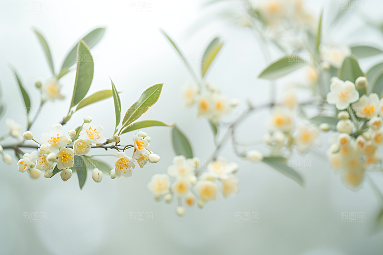 桂花金桂初秋摄影图