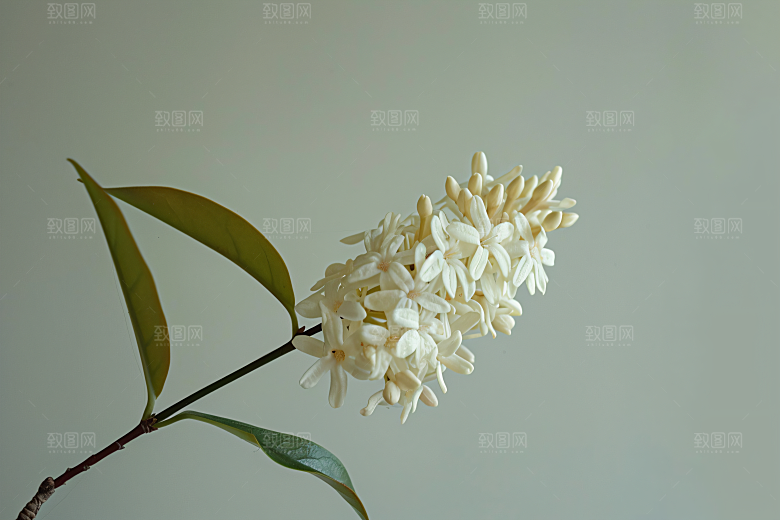 桂花花朵芬芳摄影图