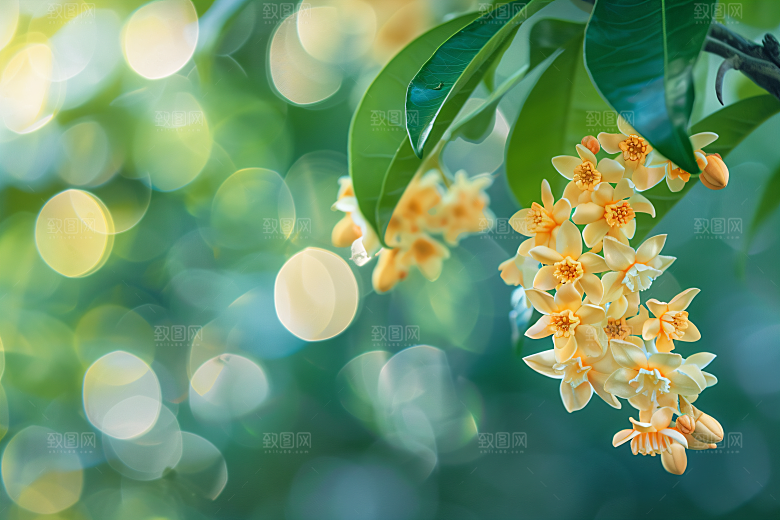 桂花清新芬芳摄影图