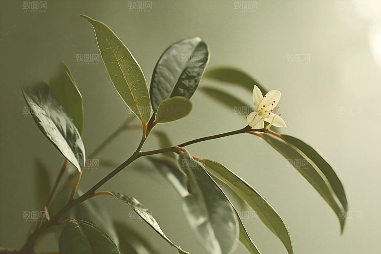 桂花四季桂高清摄影图