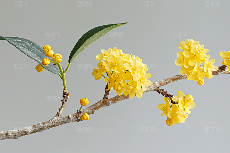 桂花四季桂芳香摄影图