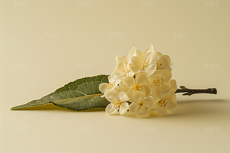 桂花金桂树木摄影图