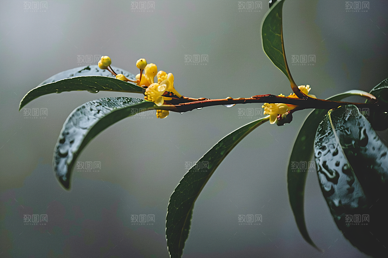 桂花四季桂芬芳摄影图