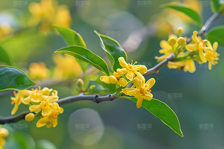 桂花花朵四季桂摄影图