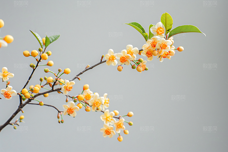 桂花四季桂自然摄影图