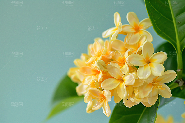 桂花高清芬芳摄影图