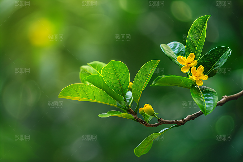 桂花芬芳秋季摄影图