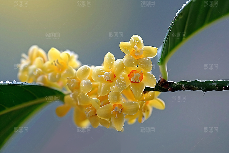 桂花花朵植物摄影图