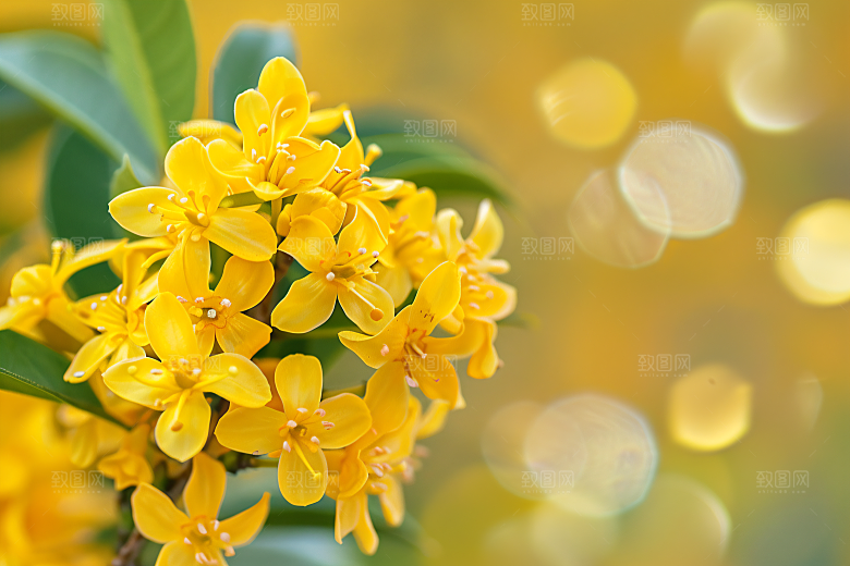 桂花树木高清摄影图