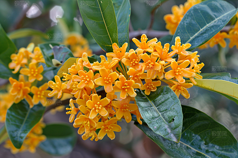 桂花芬芳花朵摄影图