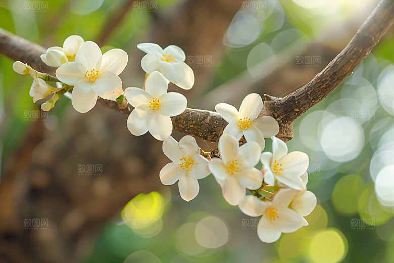 桂花四季桂芳香摄影图
