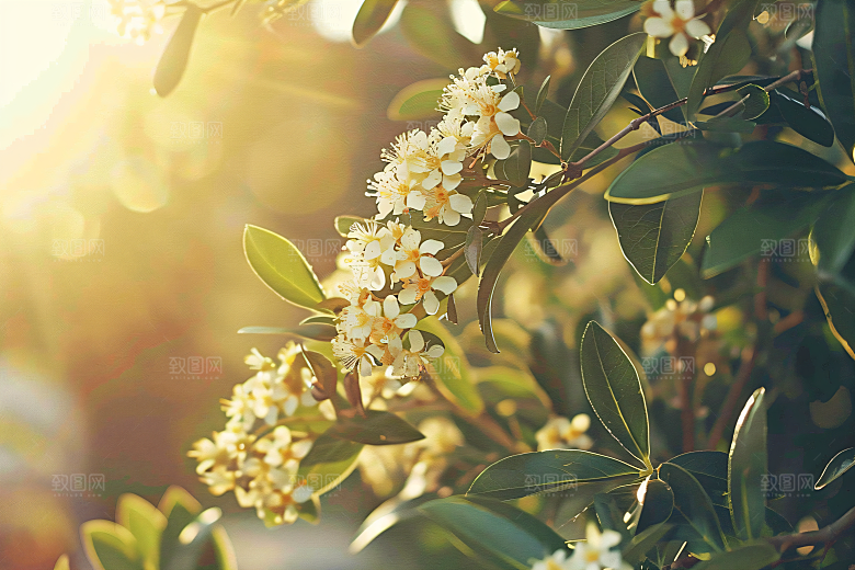 桂花四季桂树木摄影图