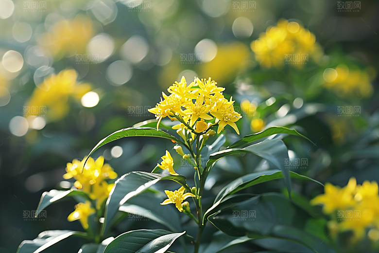 桂花花卉花朵摄影图