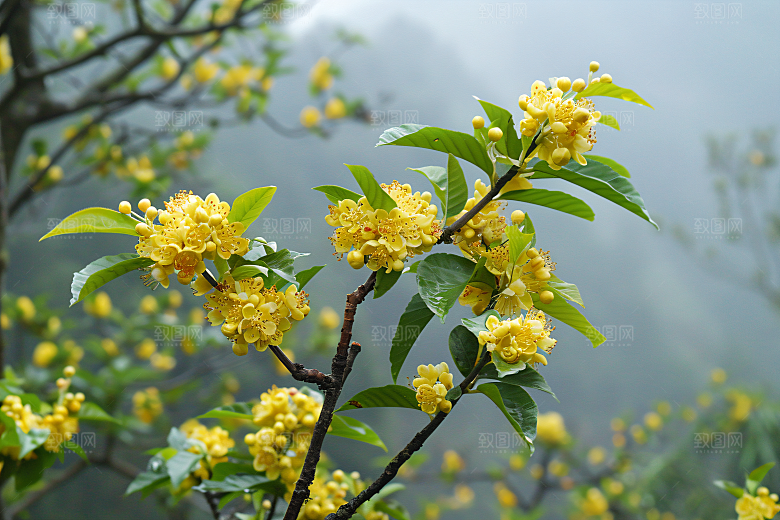 桂花秋季植物摄影图