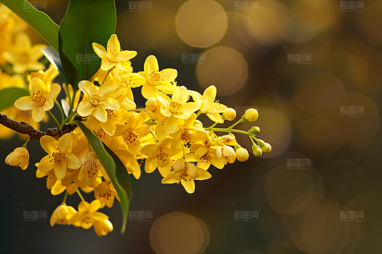 桂花植物花卉摄影图
