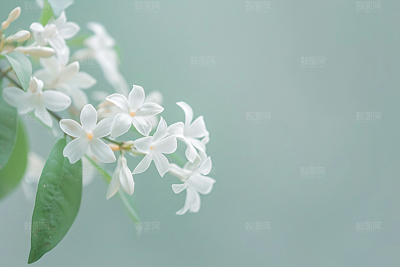 桂花植物清新摄影图