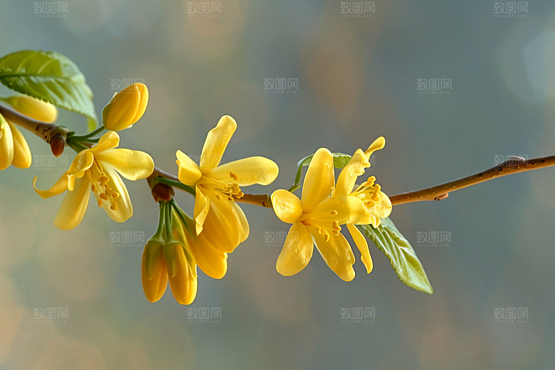 桂花唯美花朵摄影图