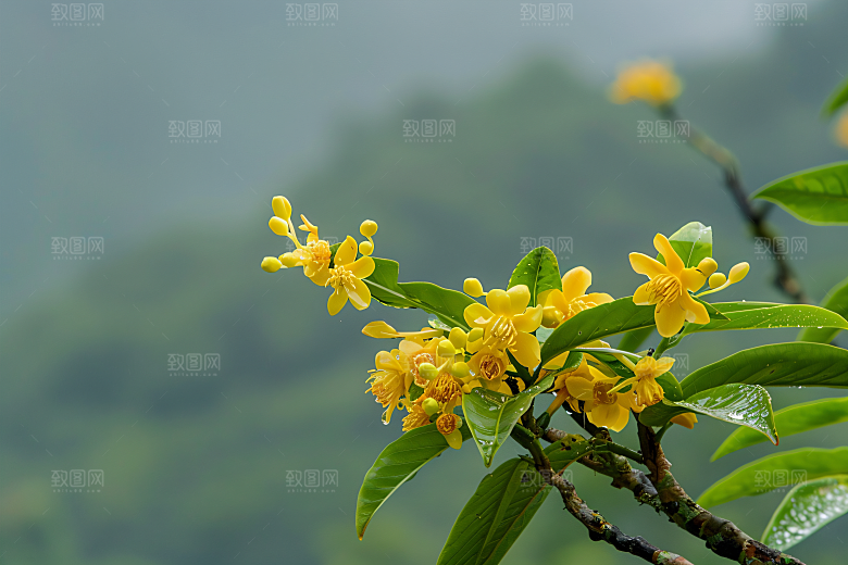 桂花花卉植物摄影图