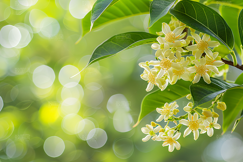 桂花四季桂初秋摄影图