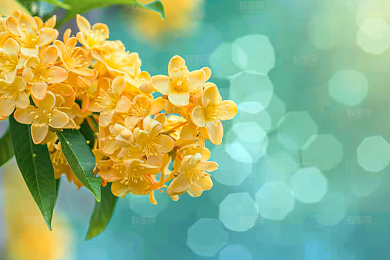 桂花花卉植物摄影图