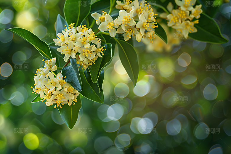 桂花花朵芬芳摄影图