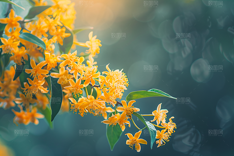桂花自然清新摄影图