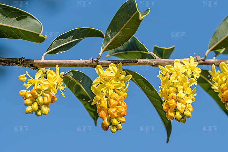 桂花四季桂花朵摄影图
