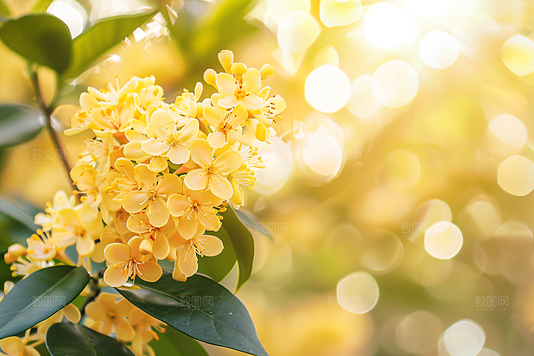 桂花高清树木摄影图