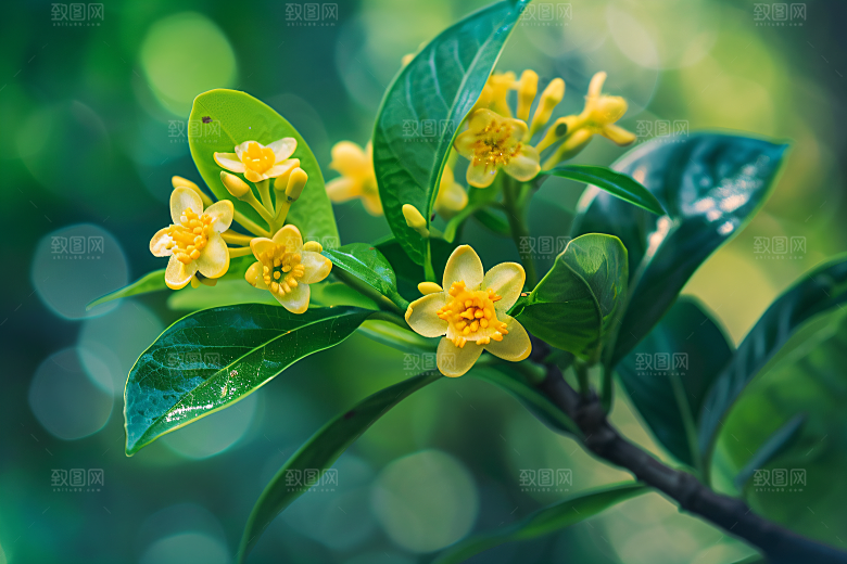 桂花金桂四季桂摄影图