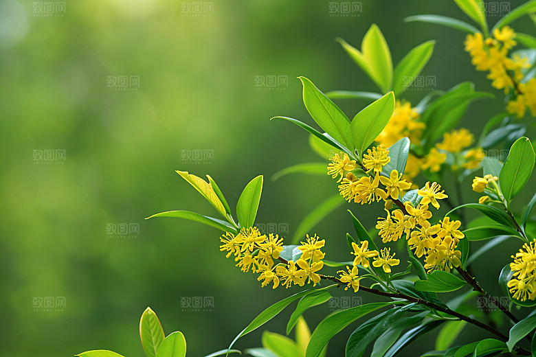桂花高清四季桂摄影图