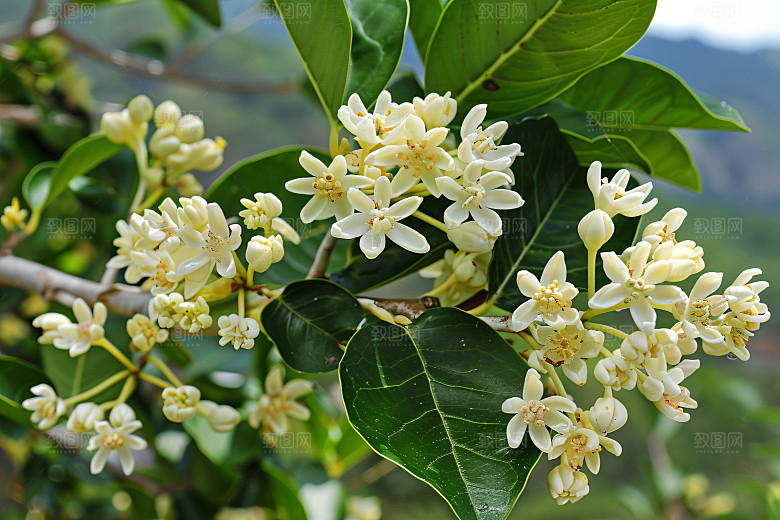 桂花花朵植物摄影图