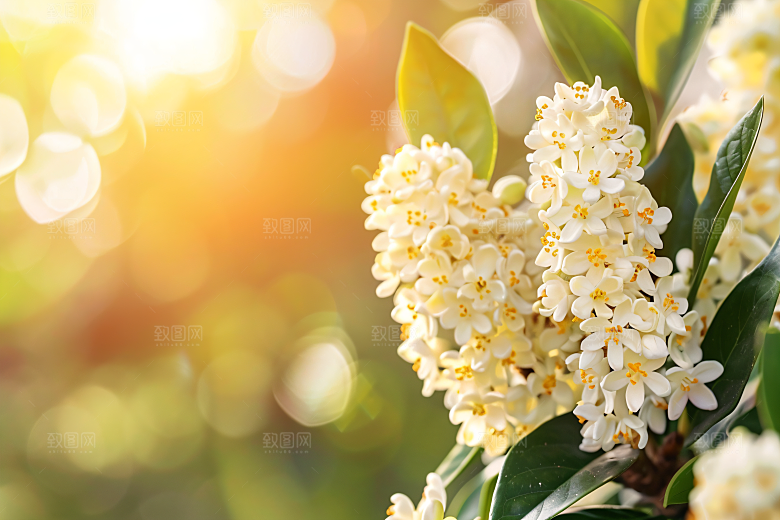桂花花朵树木摄影图